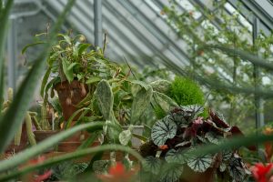 A group of potted plants in a greenhouse