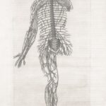 A drawing of a human body showing the nervous system
