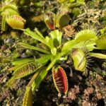 Venus fly trap