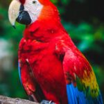 Scarlet Macaw porches on tree branch