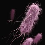 Bacterial cell with pili and flagella