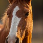 brown and white horse head