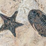 Fossils of a trilobite and starfish 