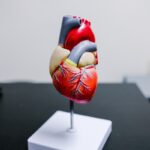 model of heart anatomy