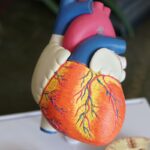 model of heart anatomy