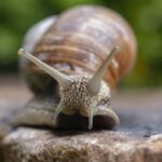 brown snail