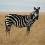 zebra in Savanna