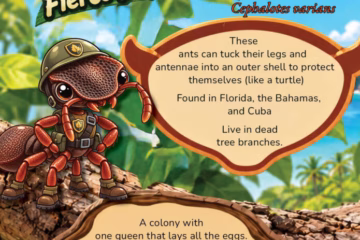 An image of a turtle ant with facts displayed on the page.