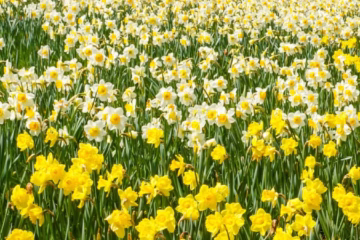 Field of daffodils