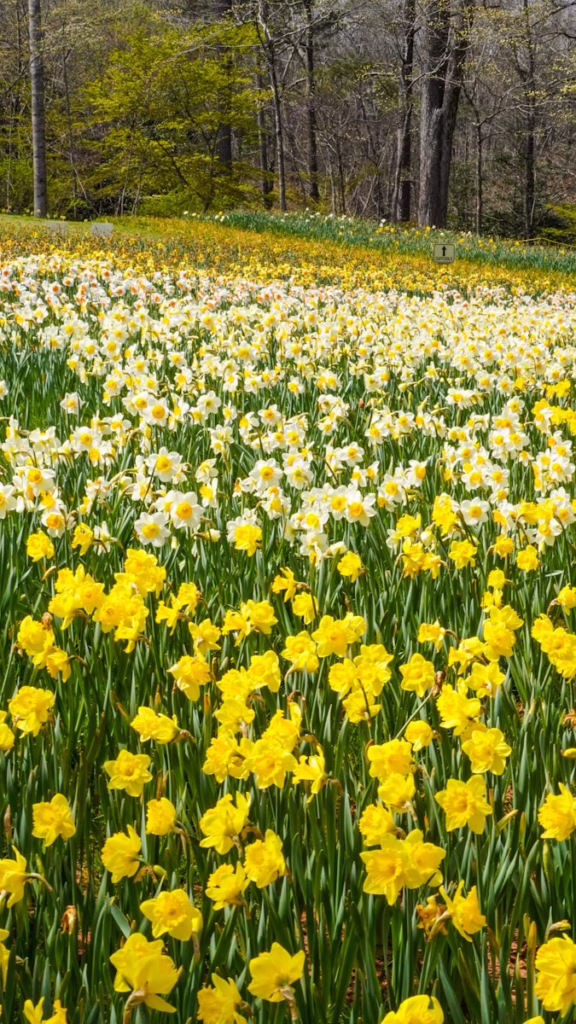 Field of daffodils